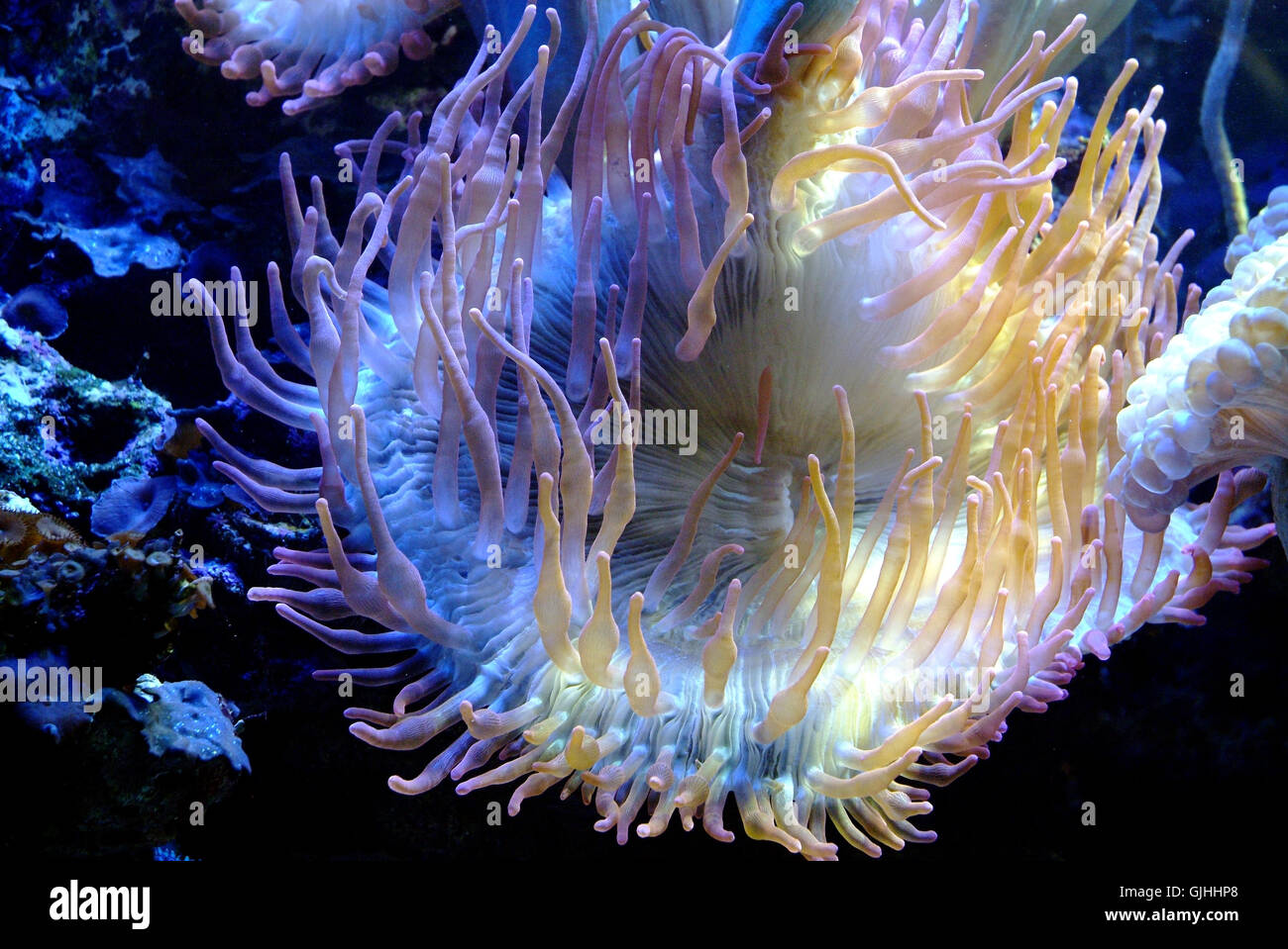 arms of the sea Stock Photo Alamy