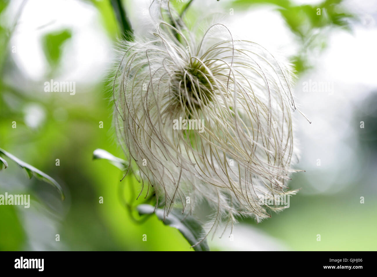 clematis seed head Stock Photo