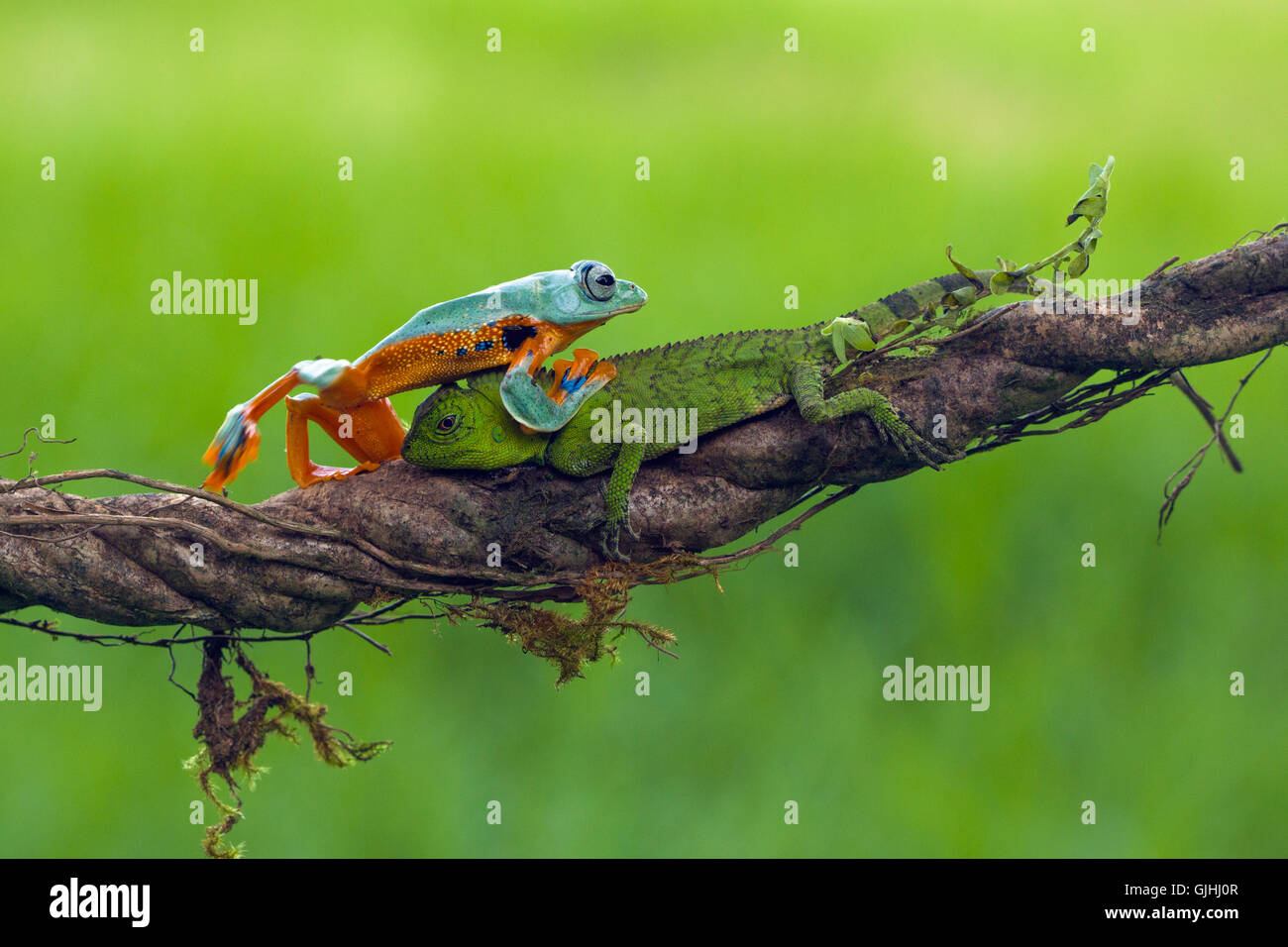 Frog crawling over a lizard on branch, Indonesia Stock Photo