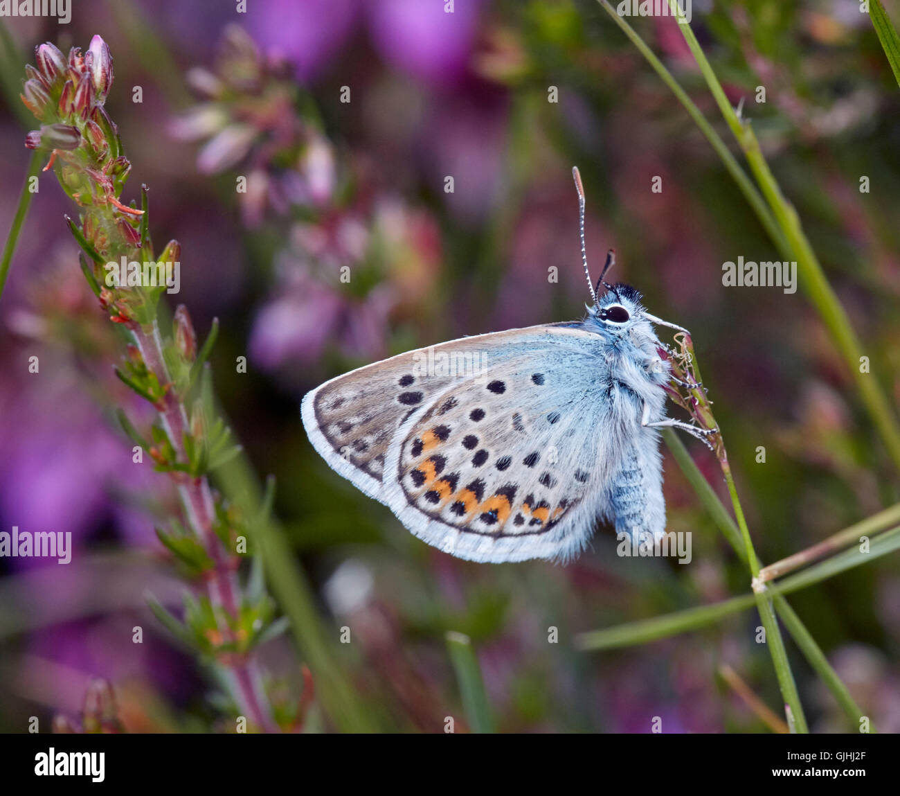 Silver-studded Blue amidst Bell Heather. Fairmile Common, Esher, Surrey, England. Stock Photo