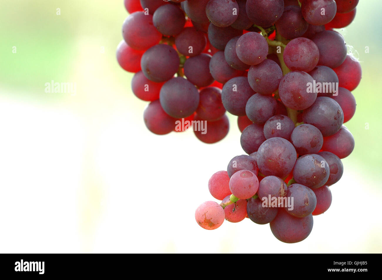 shine shines bright Stock Photo