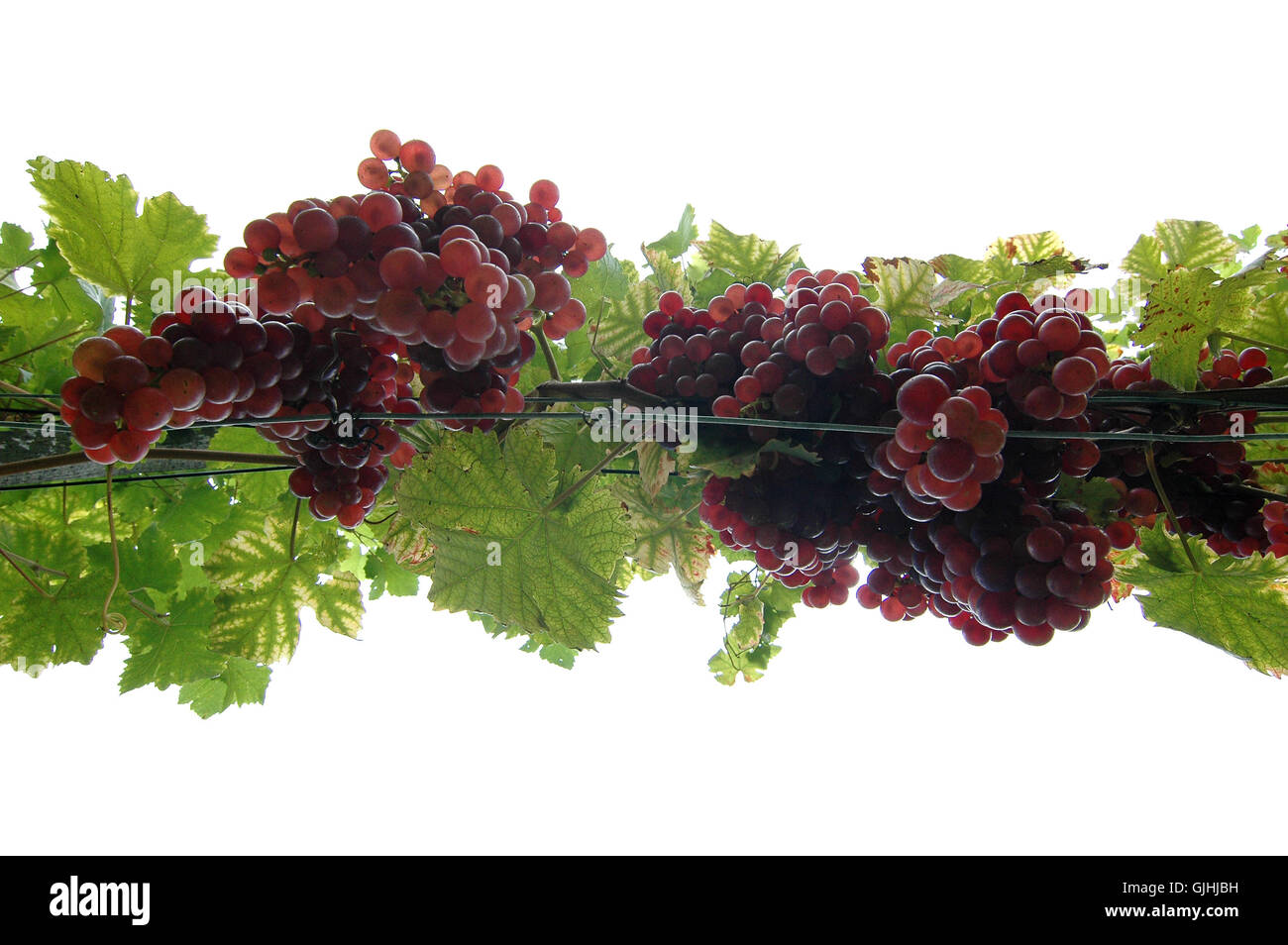 shine shines bright Stock Photo