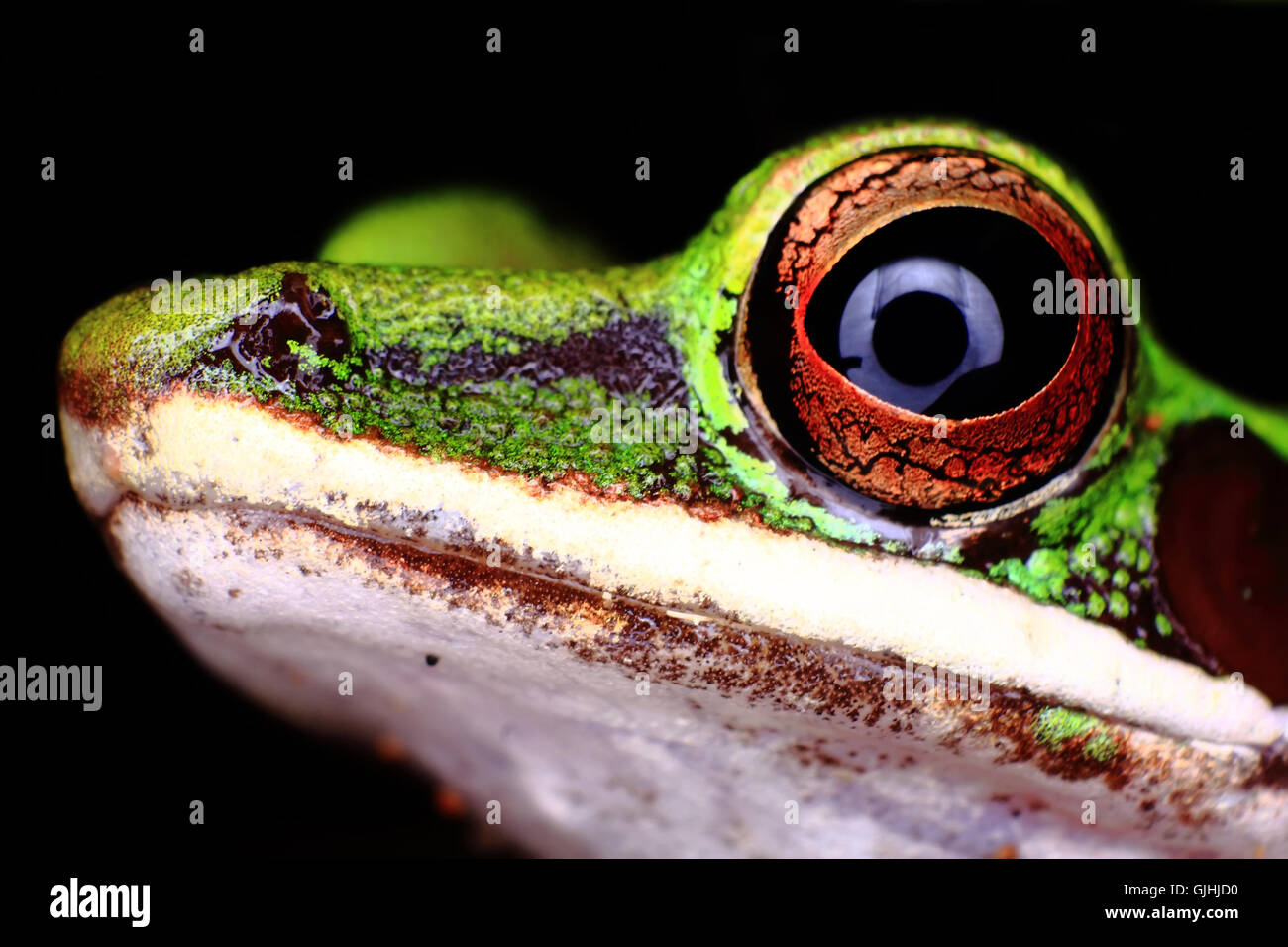 Closeup portrait of Whitelipped tree Frog, Amazon rainforest Stock