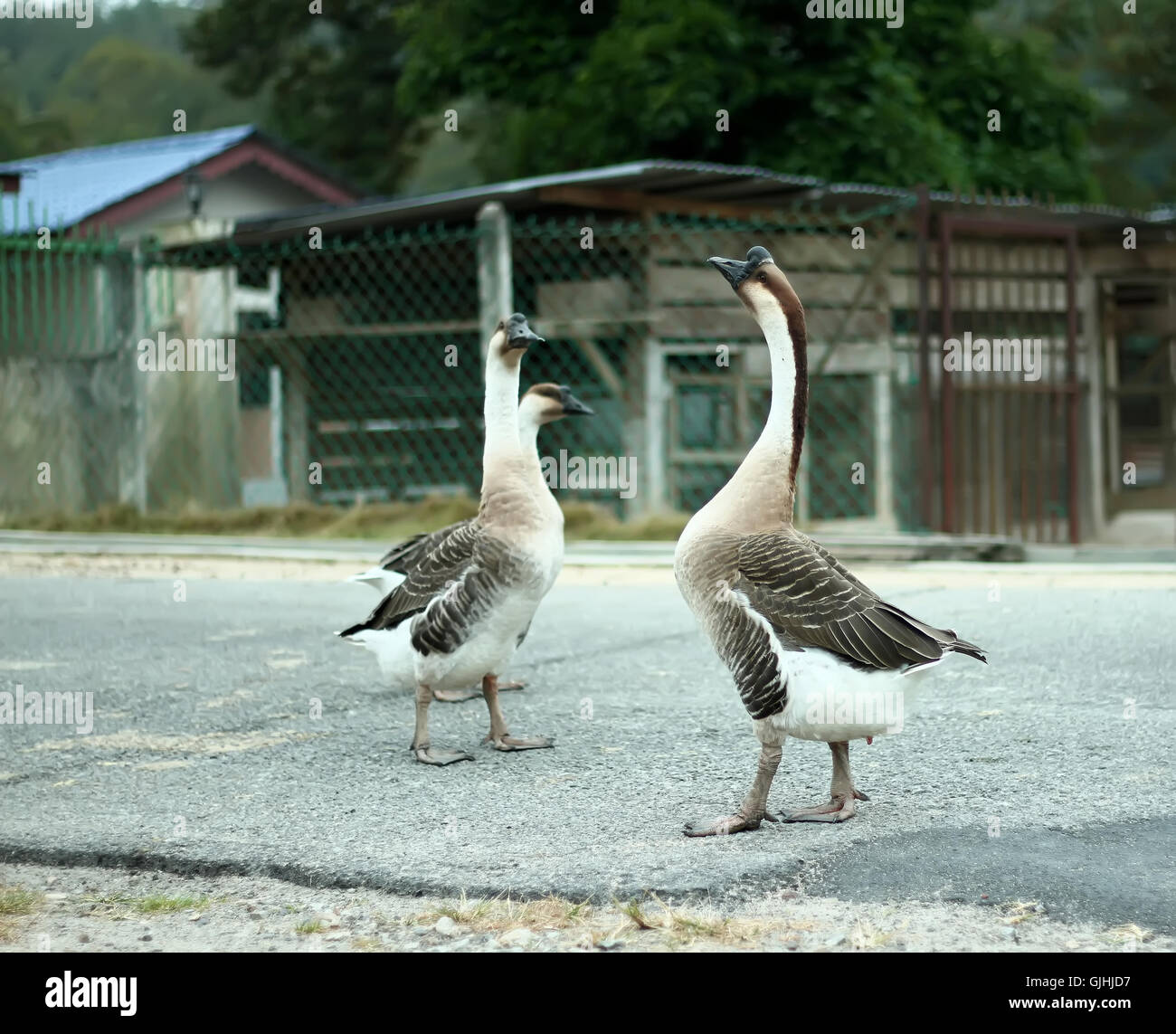 Three white chinese geese (anser cygnoides) in a park, Malaysia Stock Photo