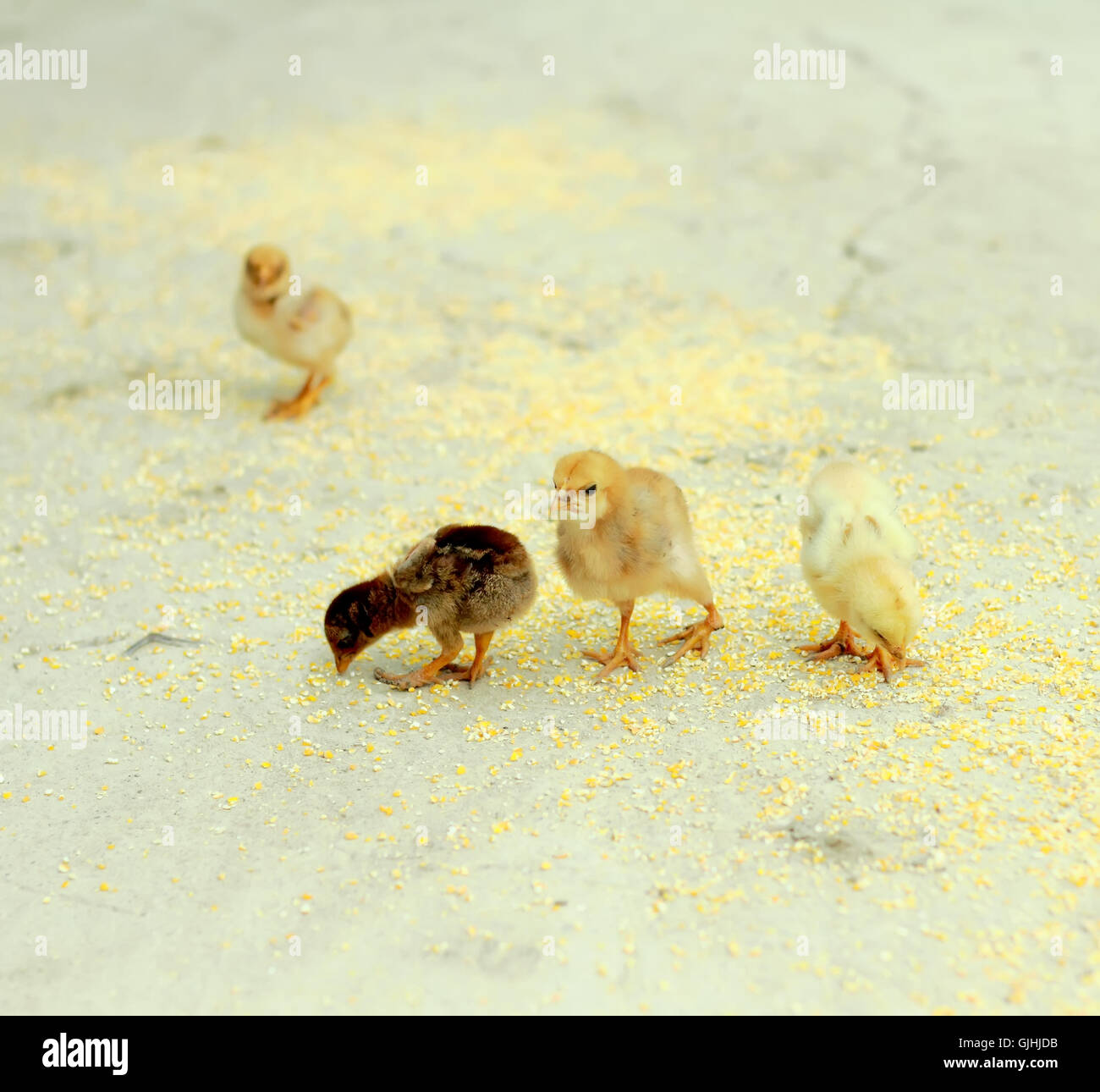 Grain eating animals hi-res stock photography and images - Alamy Grain eating animals hi-res stock photography and images - Alamy