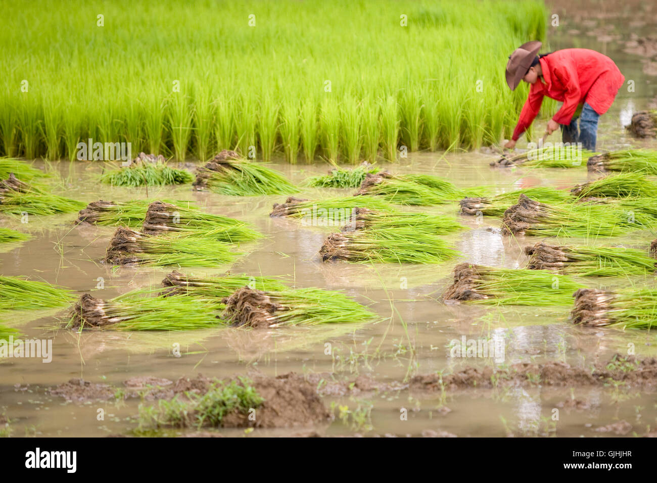 working on rice field,laos Stock Photo