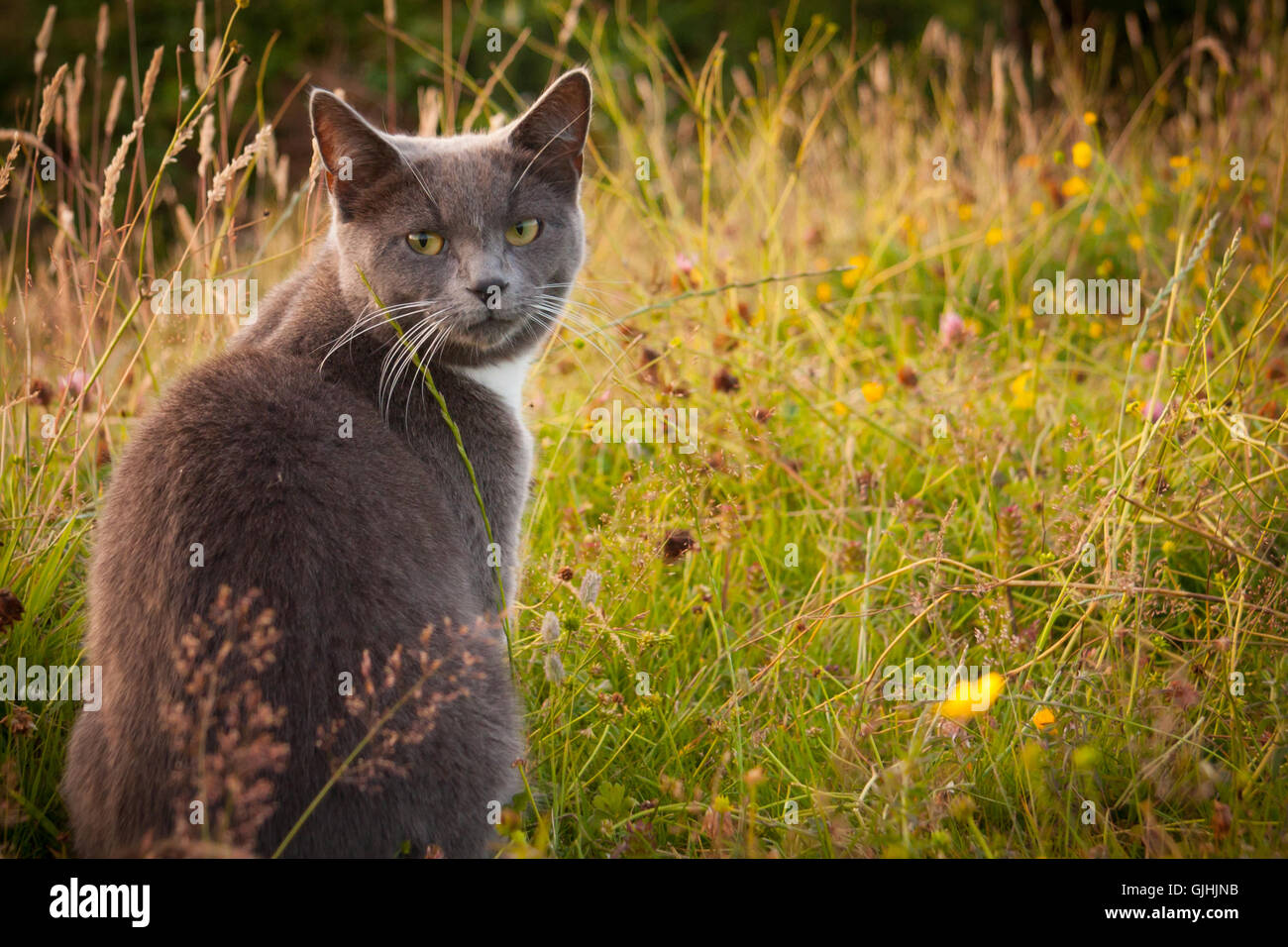 A cat in long grass sits and looks back at the camera Stock Photo - Alamy