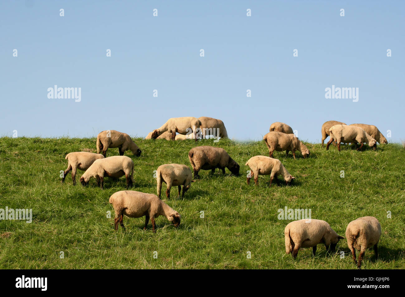agriculturally green agriculture Stock Photo