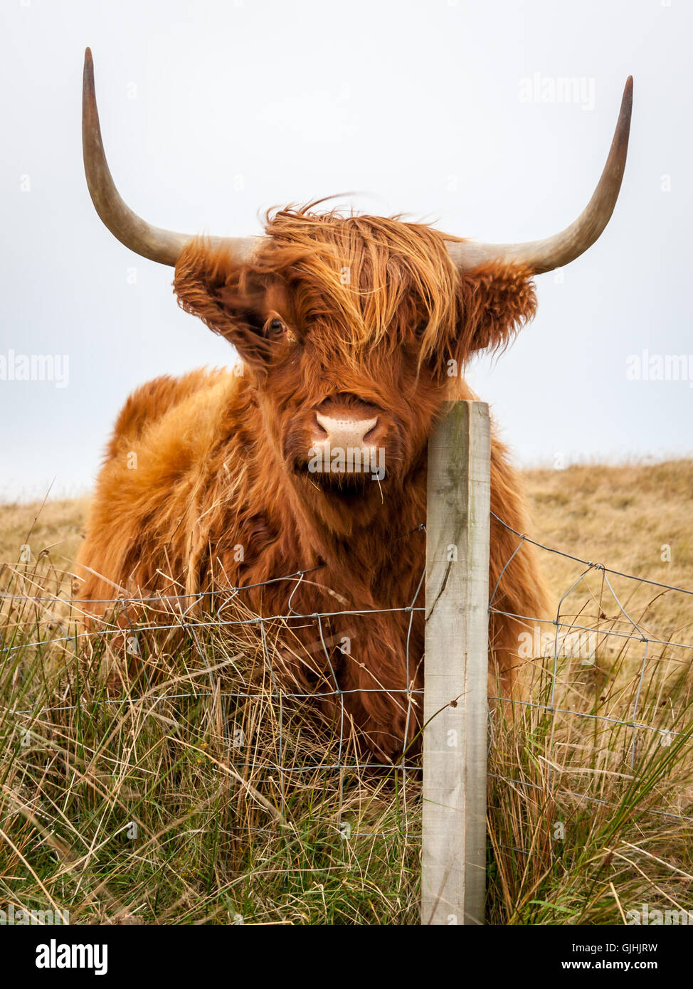 A highland cow scratches its cheek on a fence post while looking at the ...