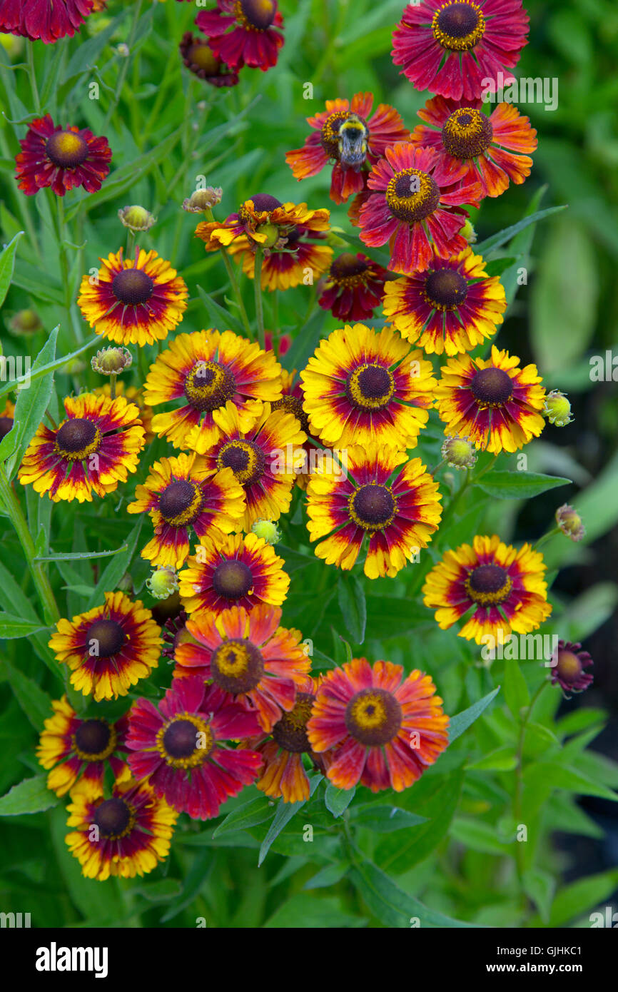 Helenium autumnale Red and Gold Hybrids Stock Photo