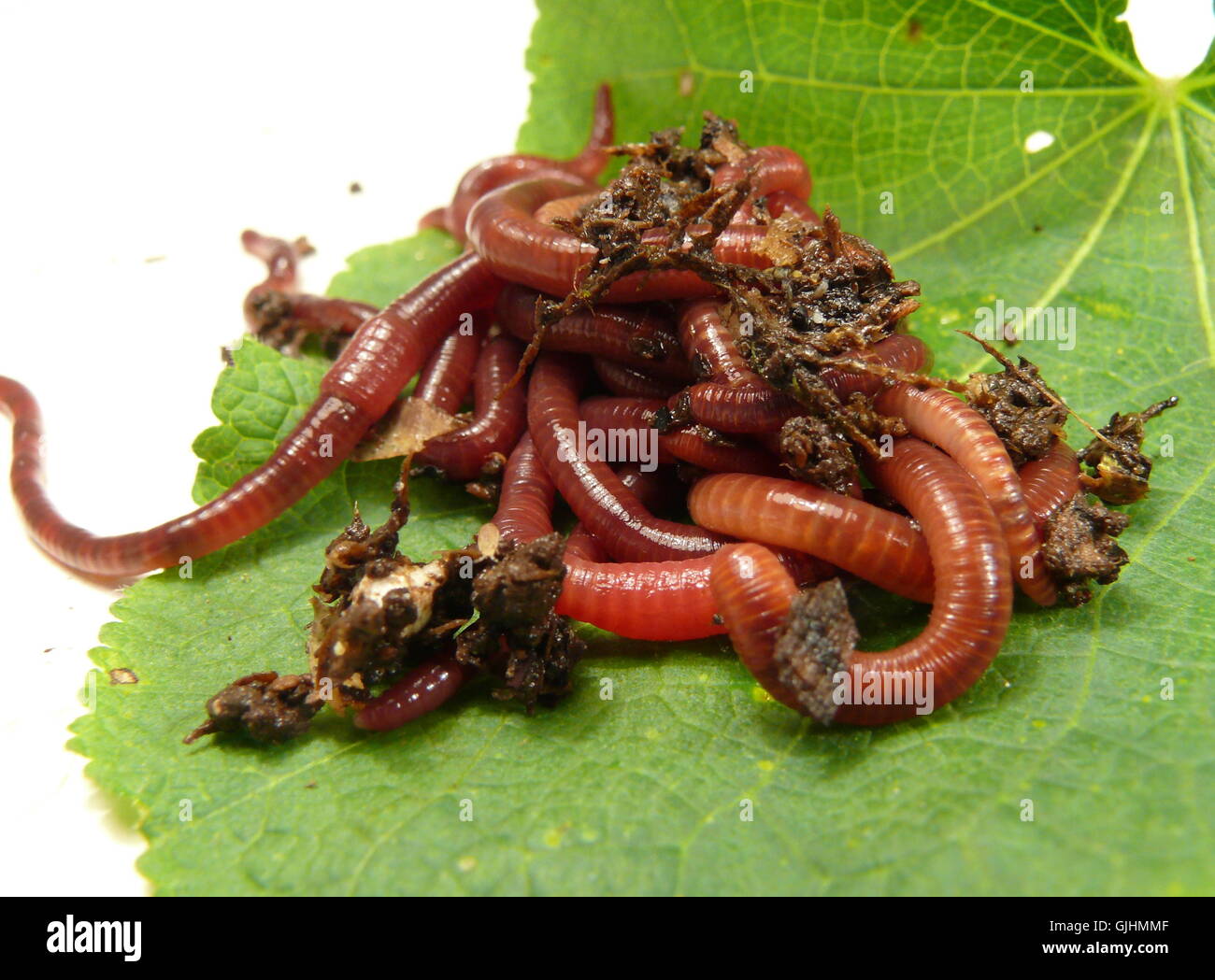 compost worms Stock Photo
