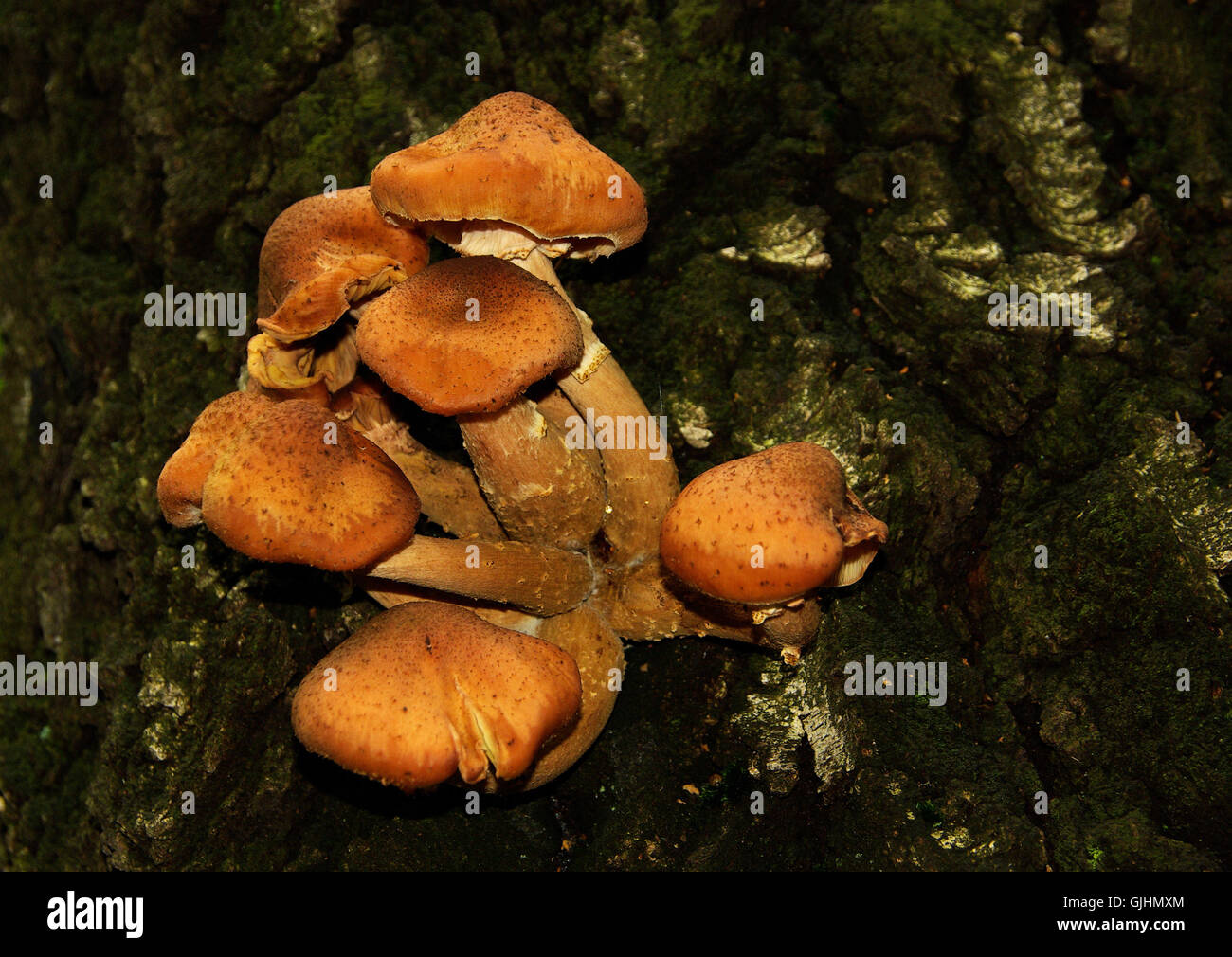 Tree Trunk Hat tree trunk hat Stock Photo - Alamy