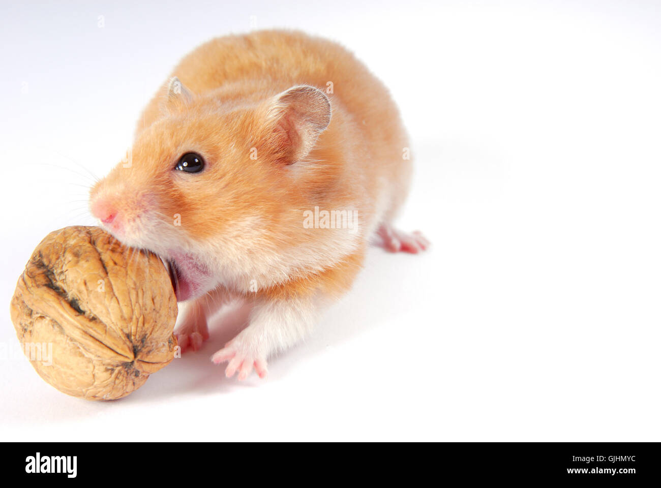animal pet mammal Stock Photo
