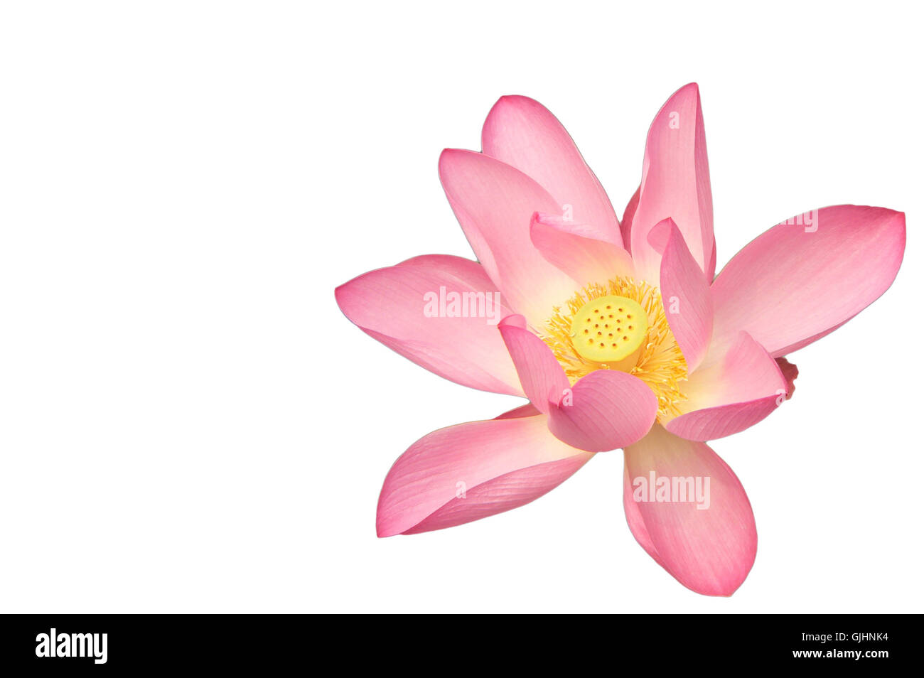 lotus flower from the summer palace in beijing Stock Photo Alamy