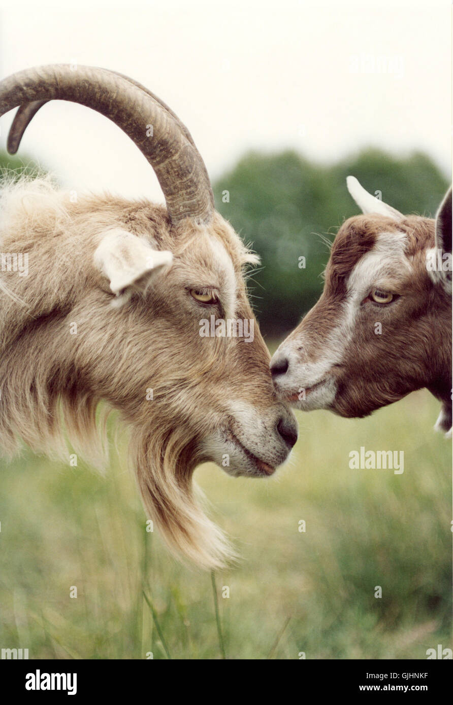 goat love 2 Stock Photo - Alamy