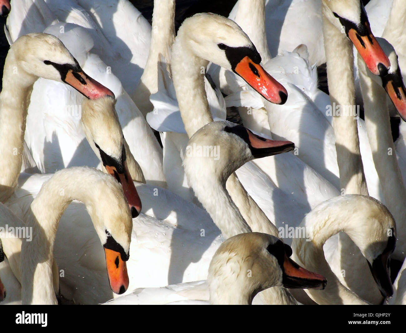 swans Stock Photo