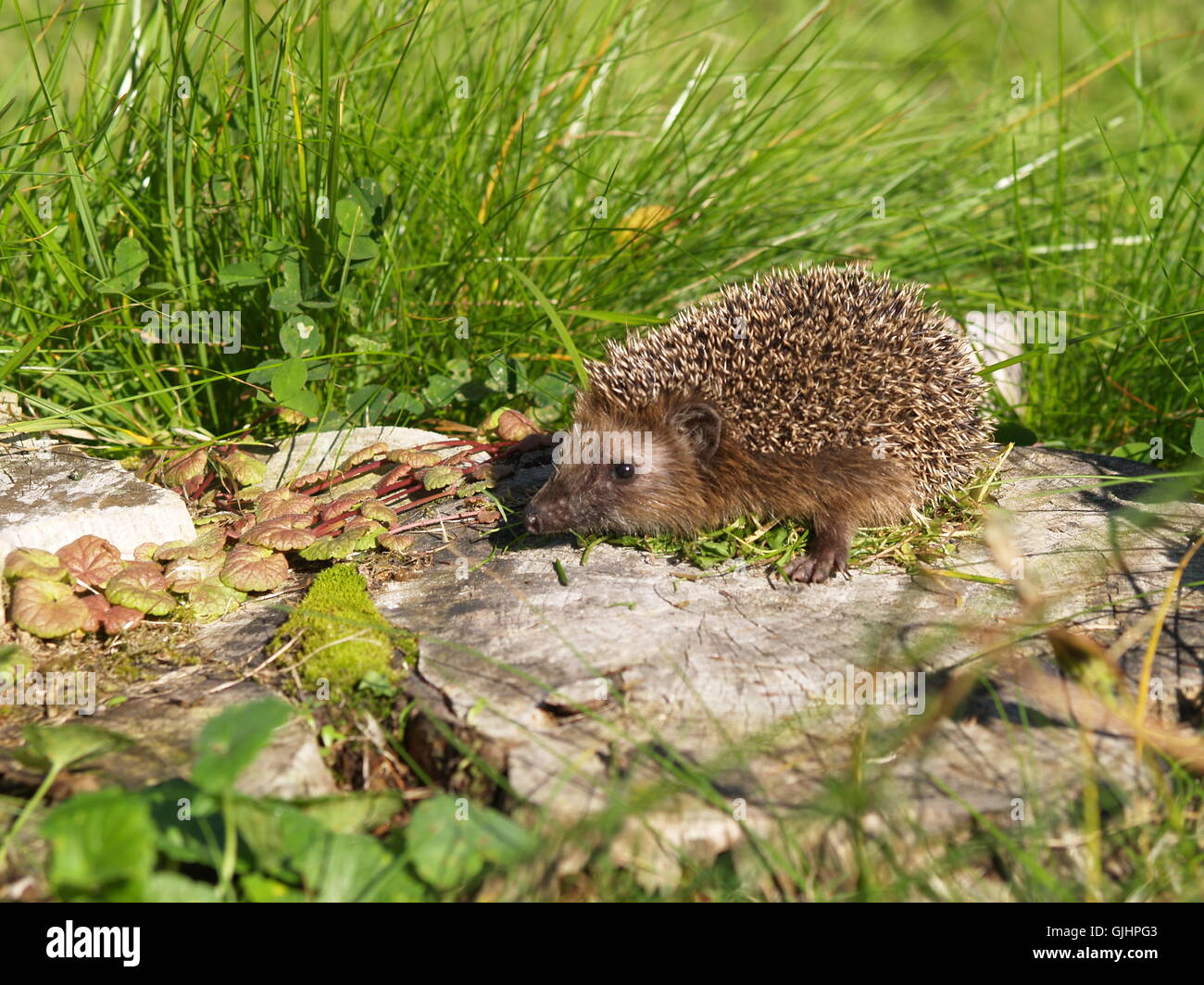 prickle meadows hedgehog Stock Photo