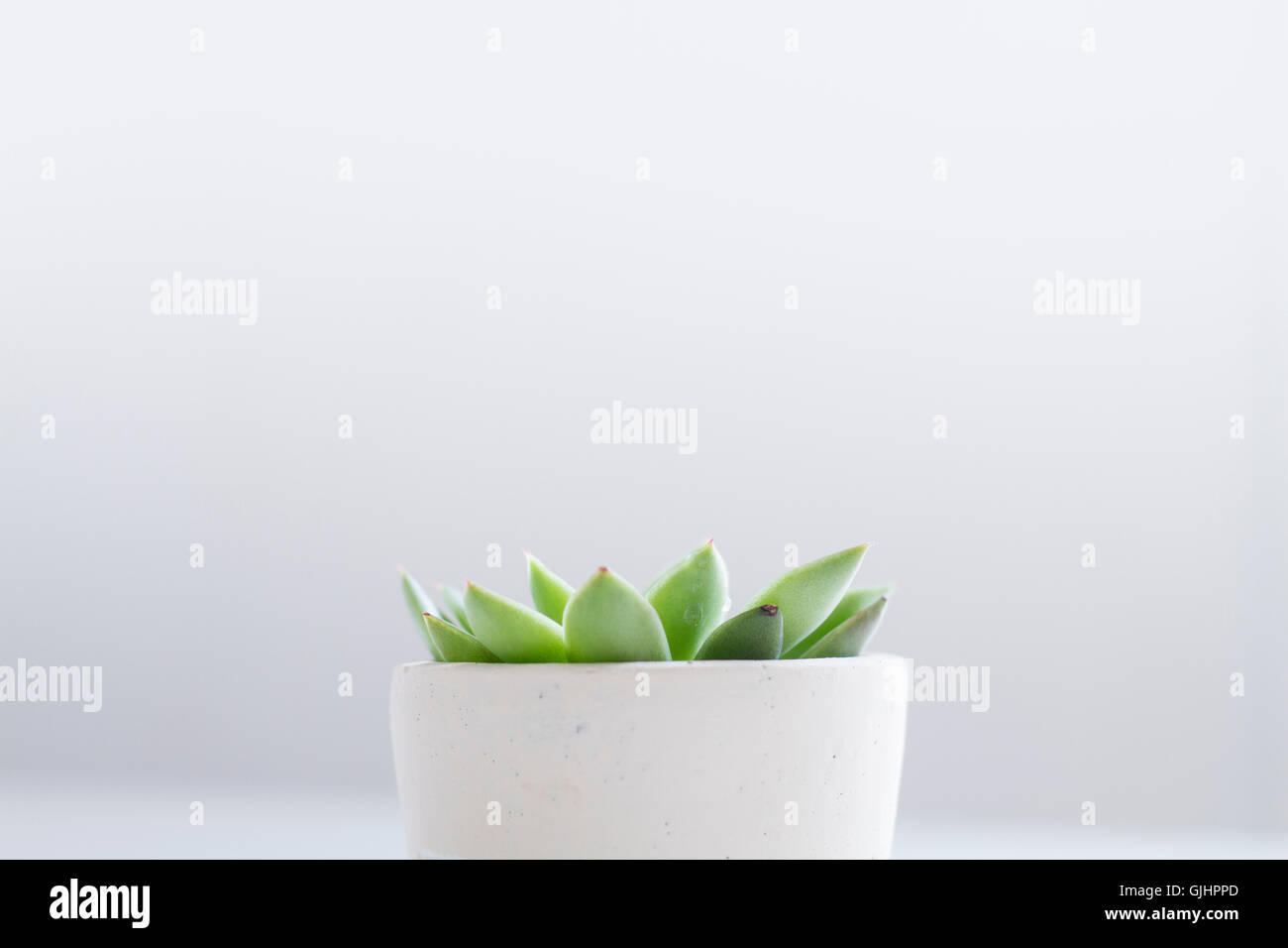 Succulent plant in a white pot Stock Photo
