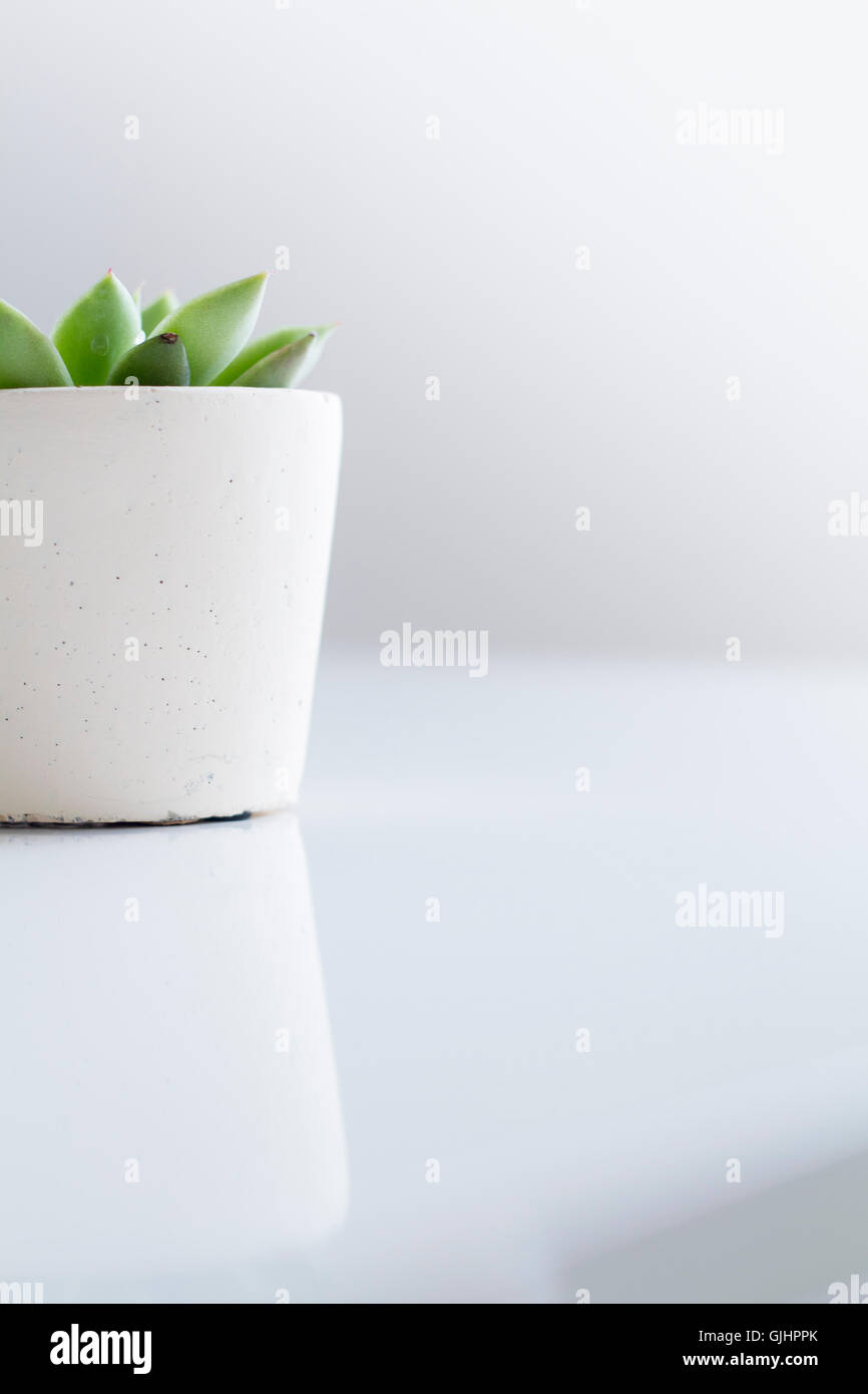 Succulent plant in a white pot Stock Photo
