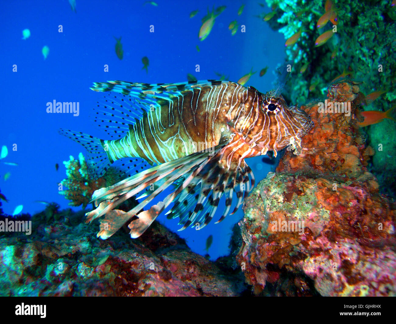 fish dive deep sea Stock Photo