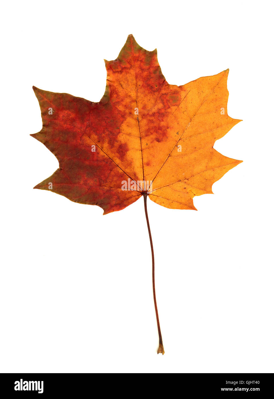 Yellow coloured maple leaf hi-res stock photography and images - Alamy