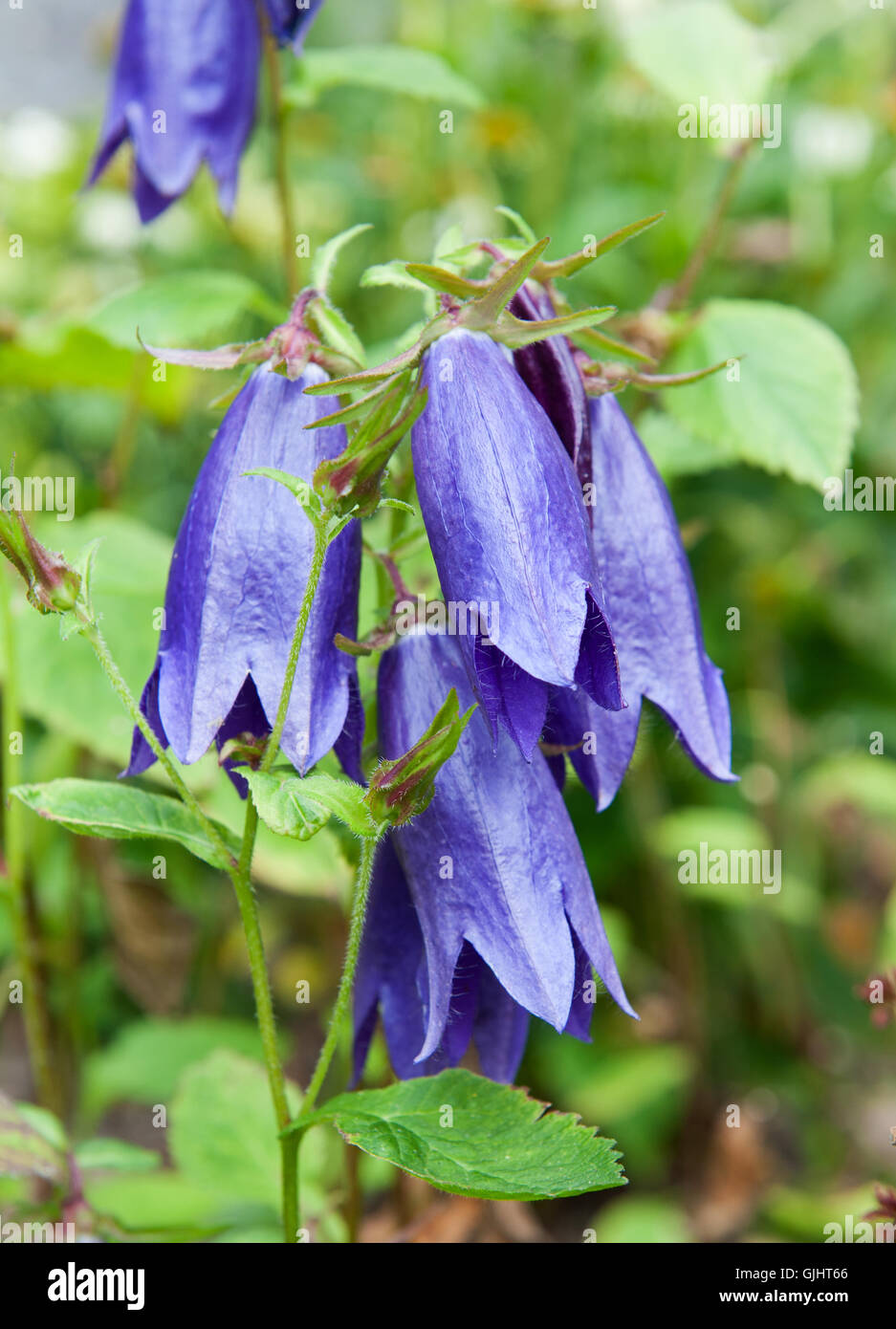 Closeup of bluebell flowers on summer meadow Stock Photo