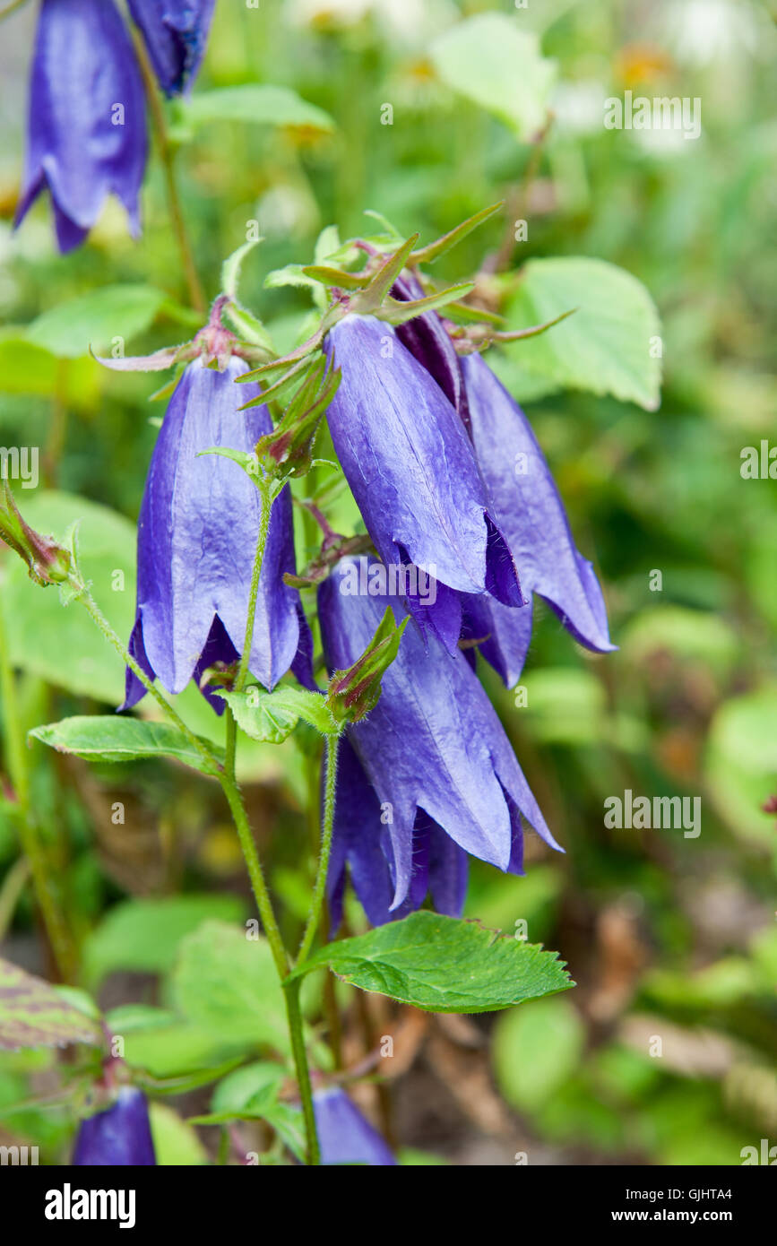 Closeup of bluebell flowers on summer meadow Stock Photo
