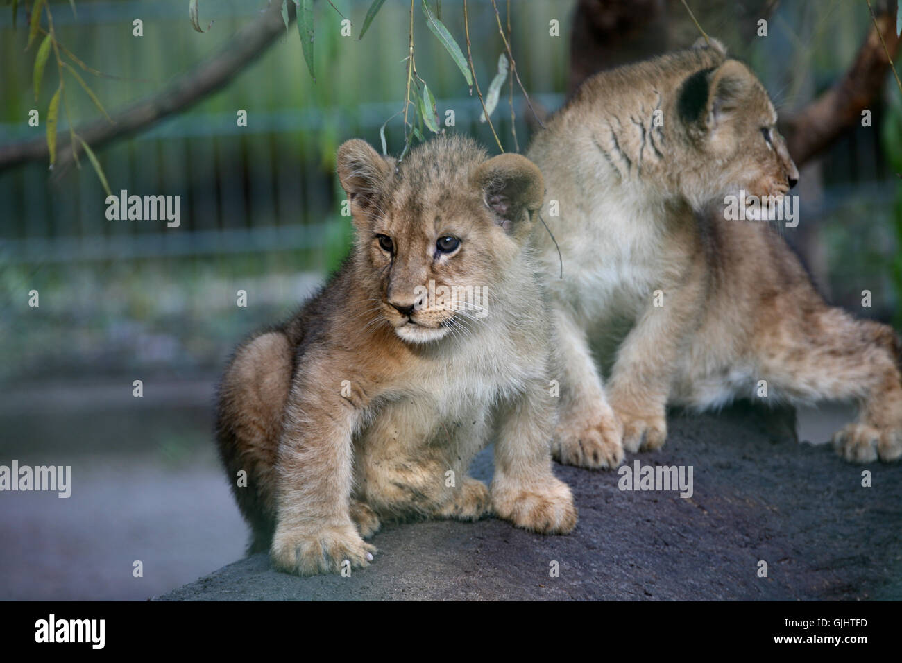 animal mammal lion Stock Photo