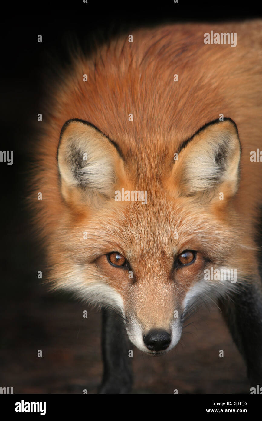 shine shines bright Stock Photo Alamy