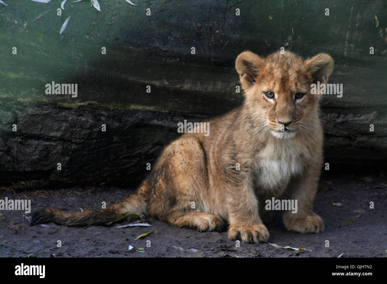 lion cub Stock Photo