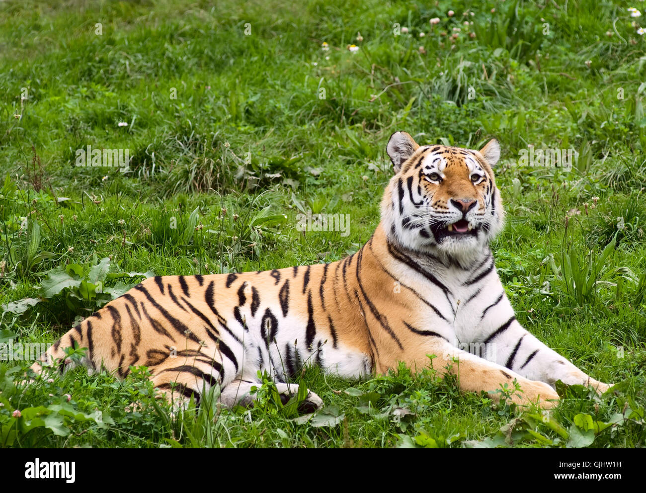 Big cat animal hi-res stock photography and images - Alamy