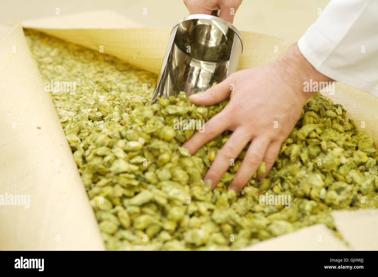 Hop Factory Hop laboratory hi-res stock photography and images - Alamy