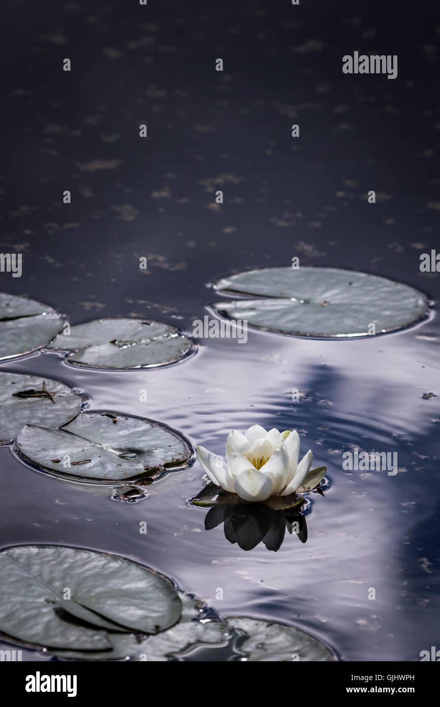 Water Lilies on Loch Garten in the Cairngorms National Park. Stock Photo