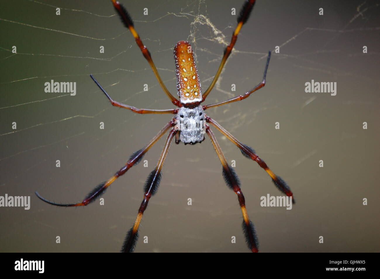 garden insect spider Stock Photo