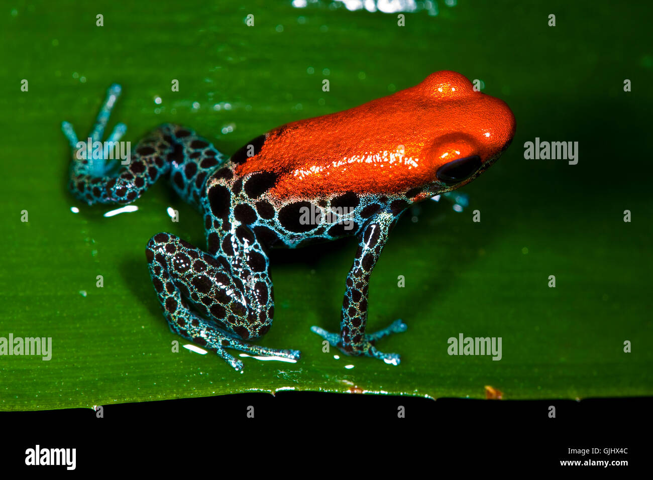 amphibians frog coloured Stock Photo