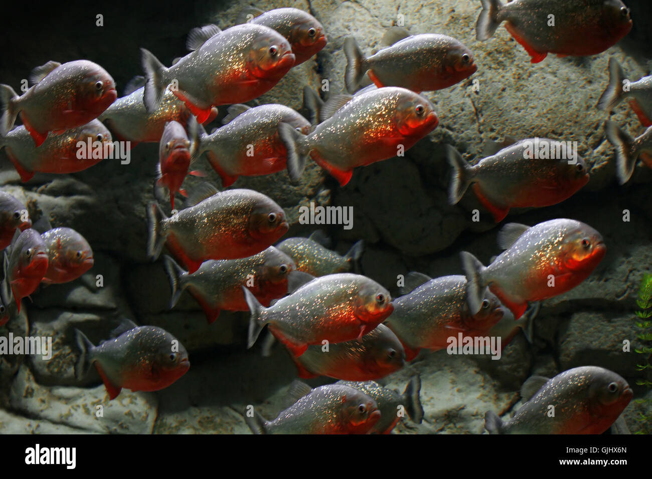 aquarium aggressive agressive Stock Photo