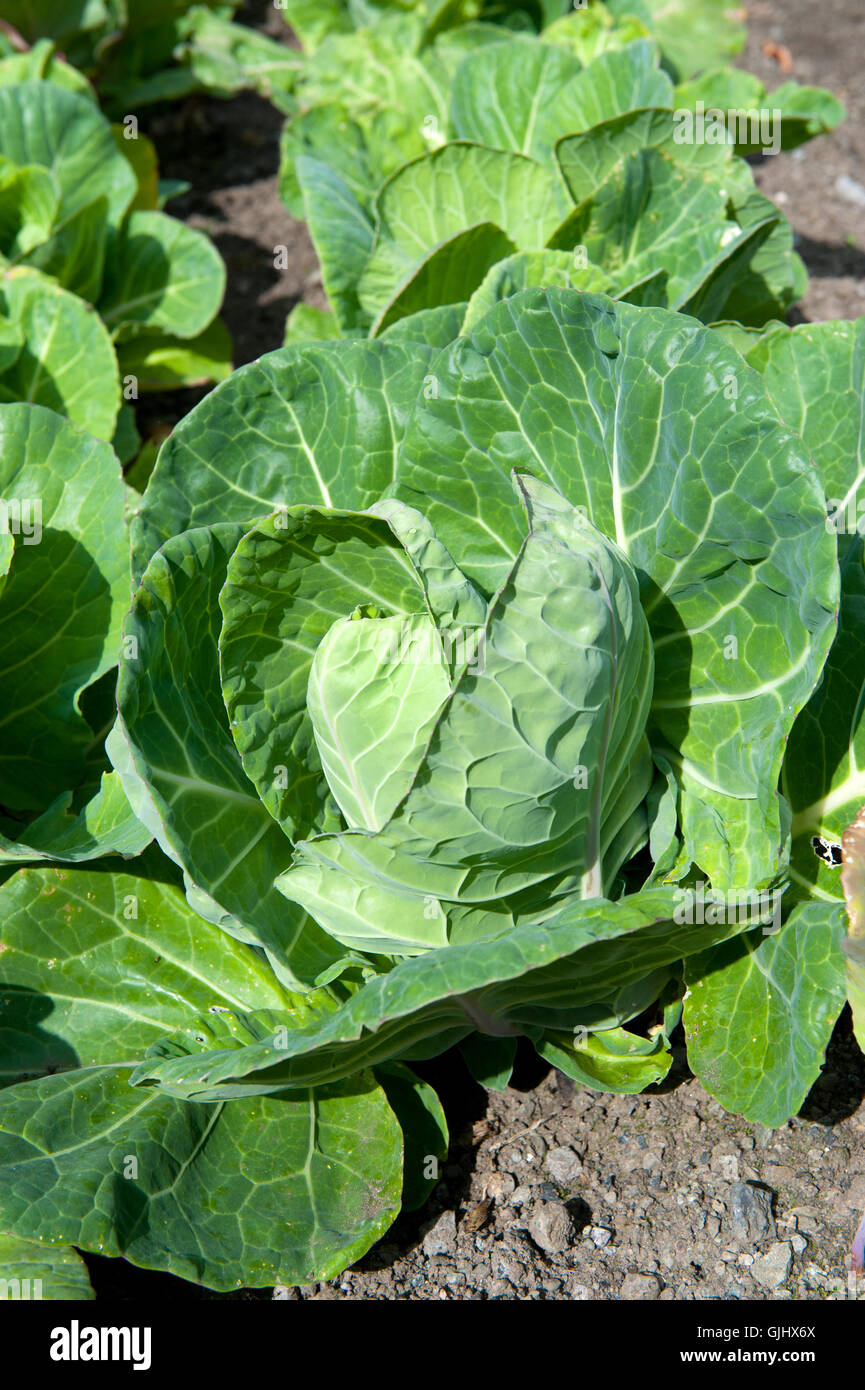 Tasty fresh green cabbages in vegetables garden Stock Photo