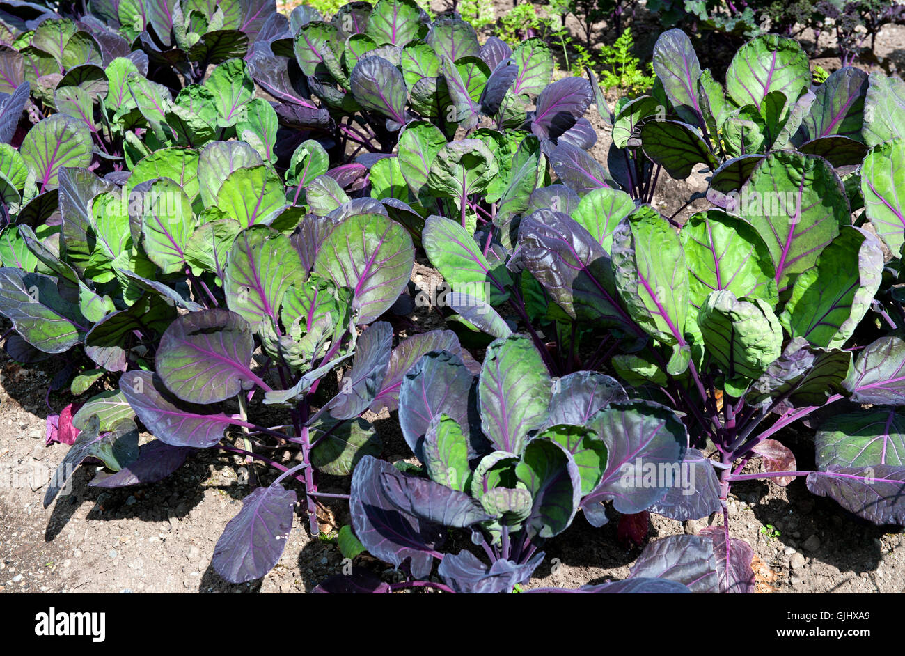 Fresh red and green cabbage grow on field Stock Photo