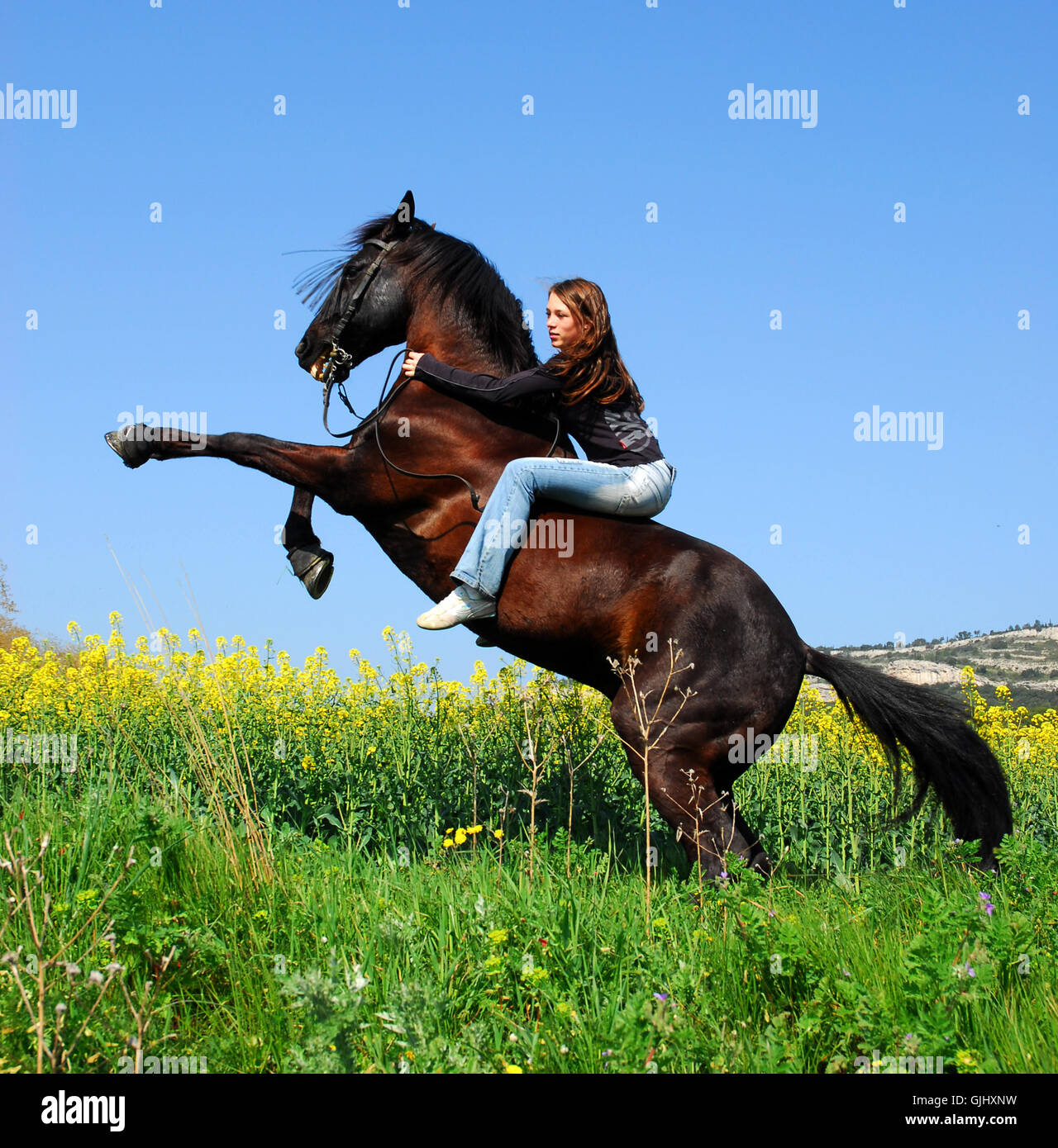 horse stallion teenager Stock Photo