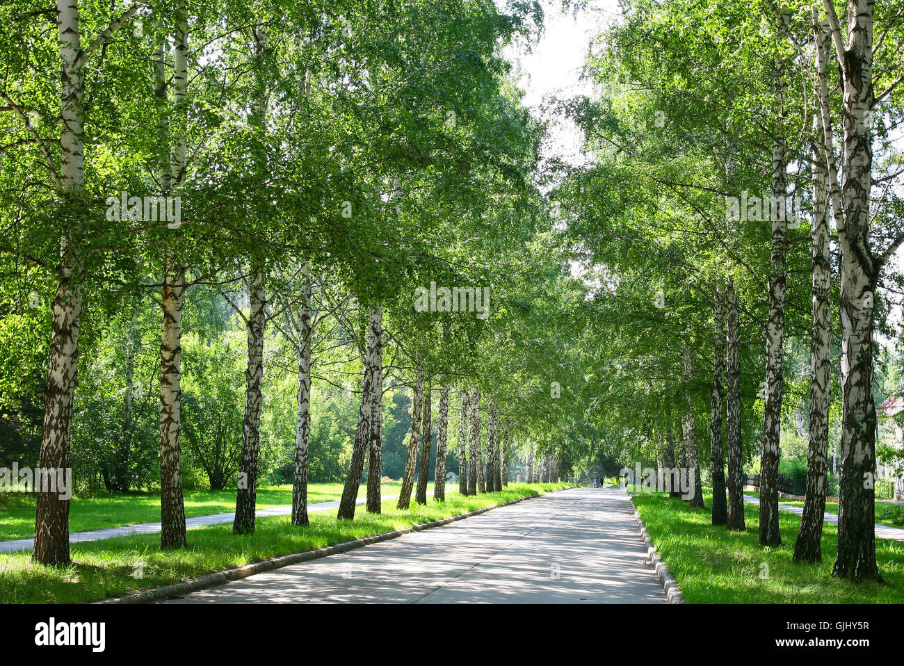 Summer alley of birch trees in sunny day Stock Photo