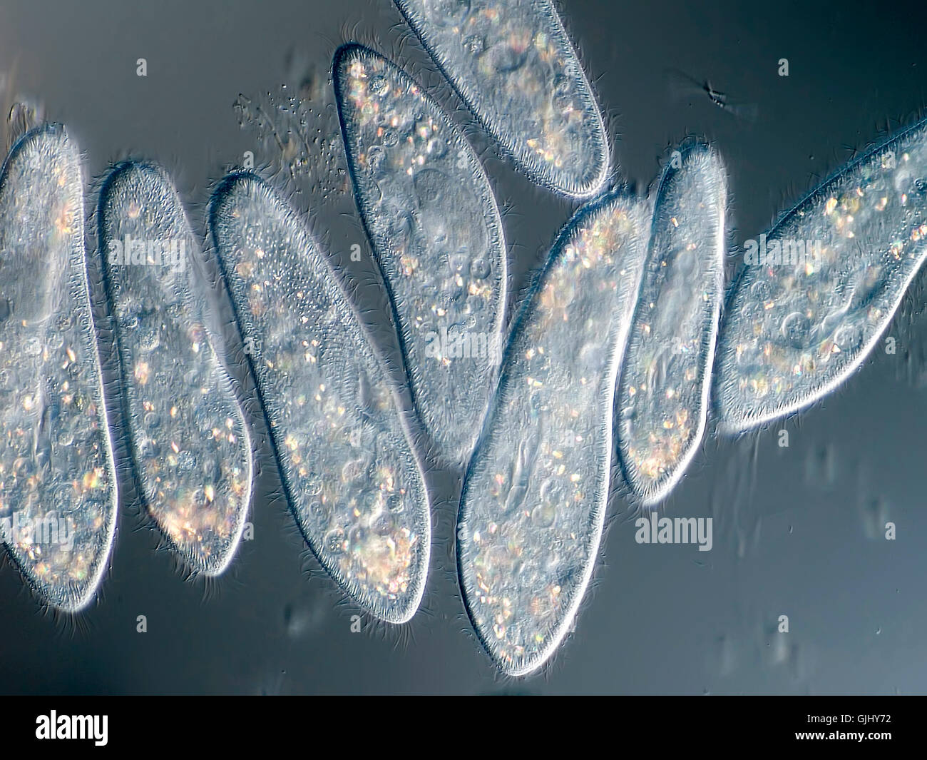 paramecium under the microscope Stock Photo
