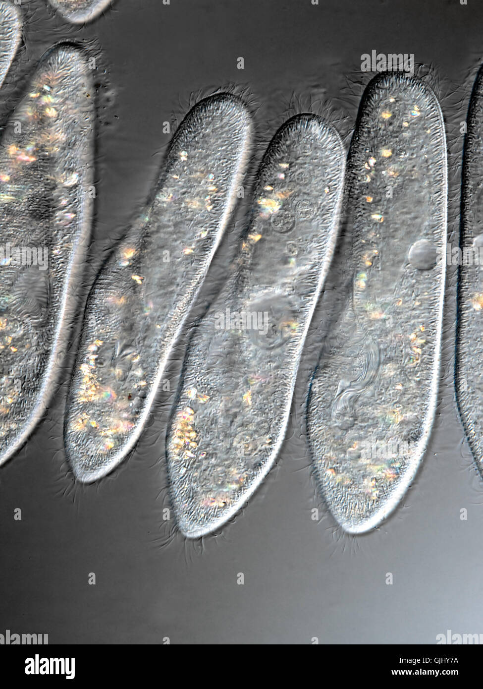 culture cells microscope Stock Photo