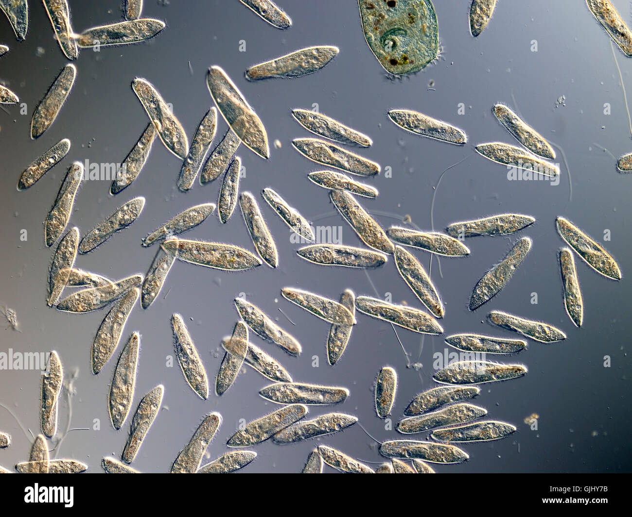culture cells microscope Stock Photo