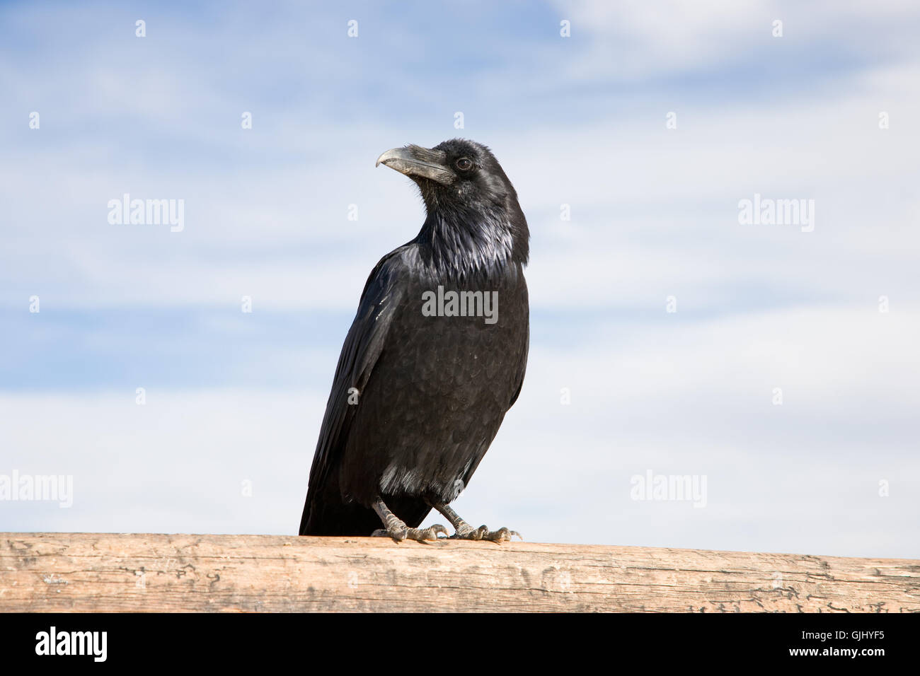 Schnabelformig hi-res stock photography and images - Alamy