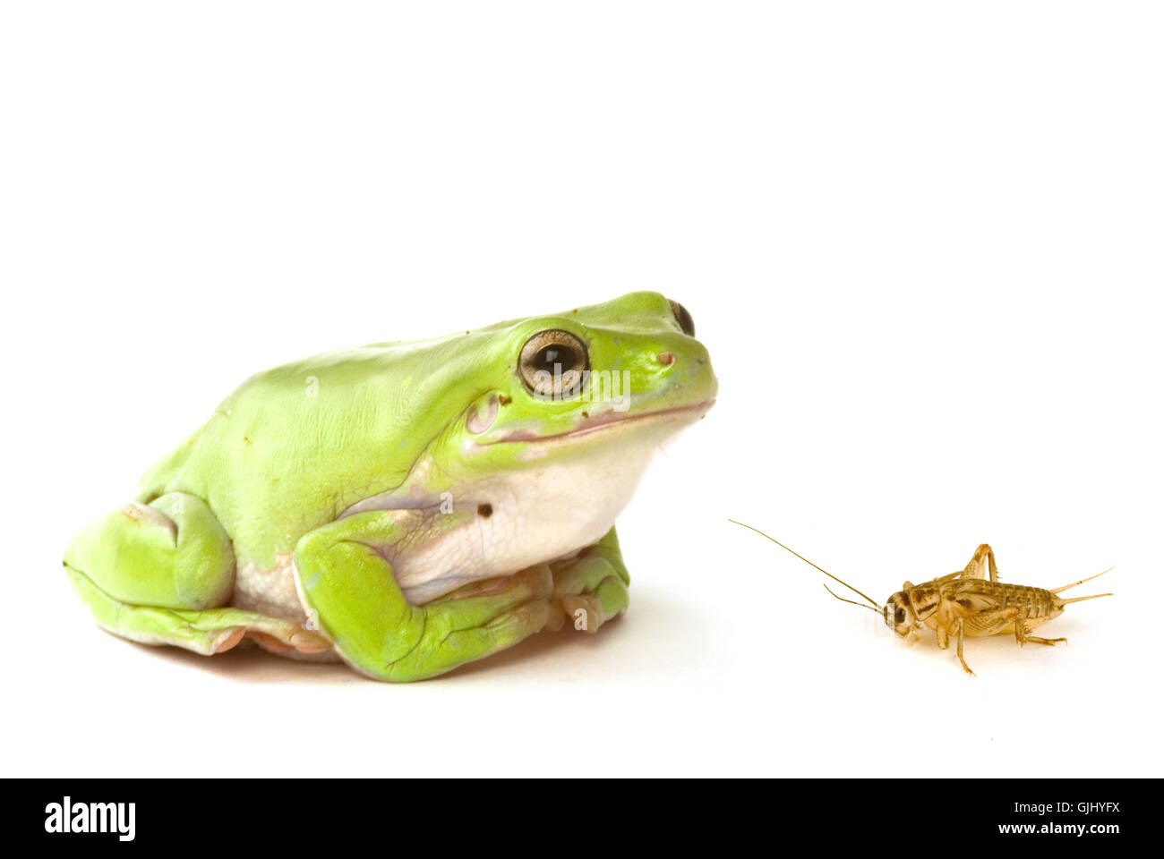 animal pet frog Stock Photo