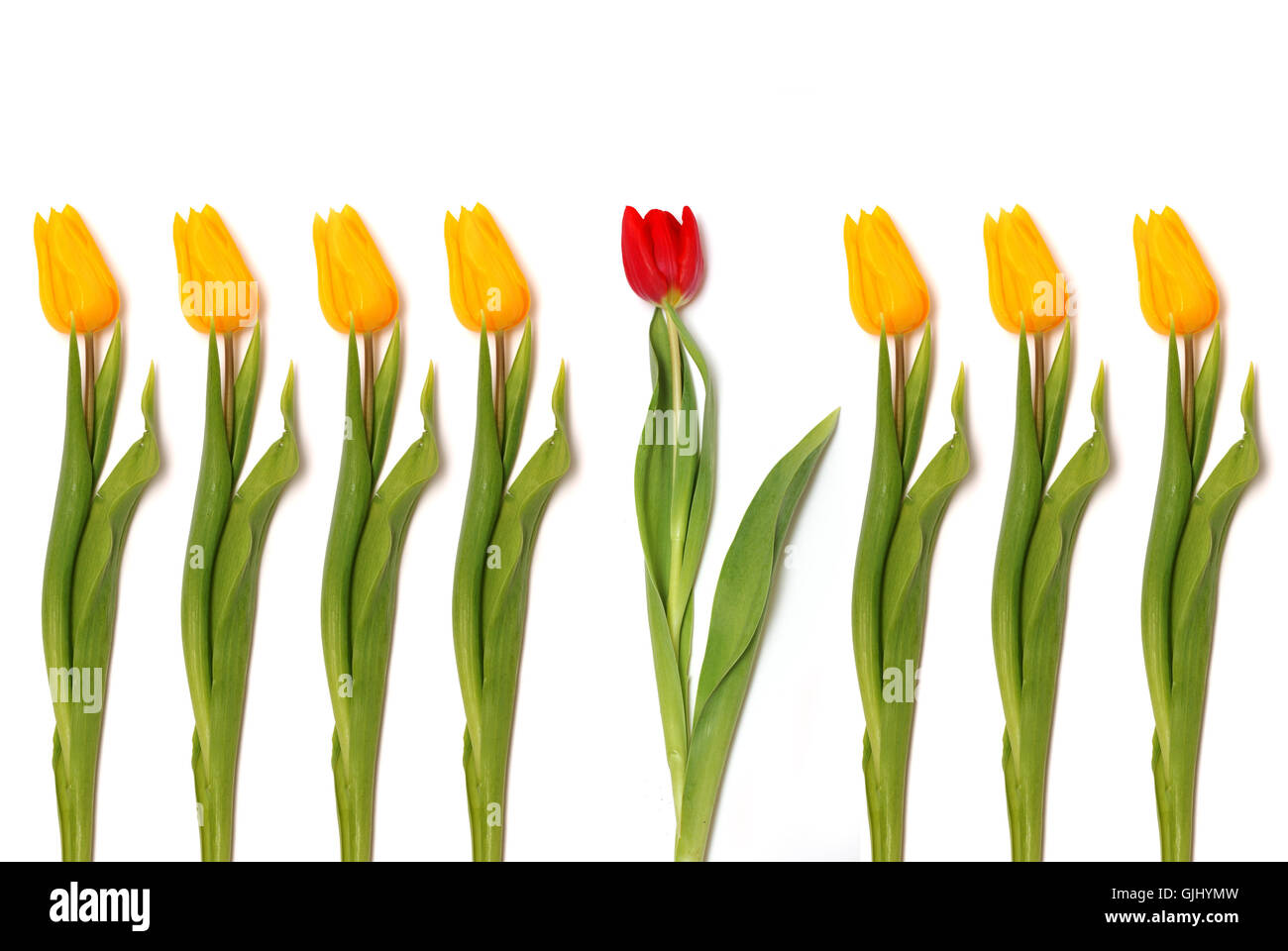 spring tulips symmetry Stock Photo