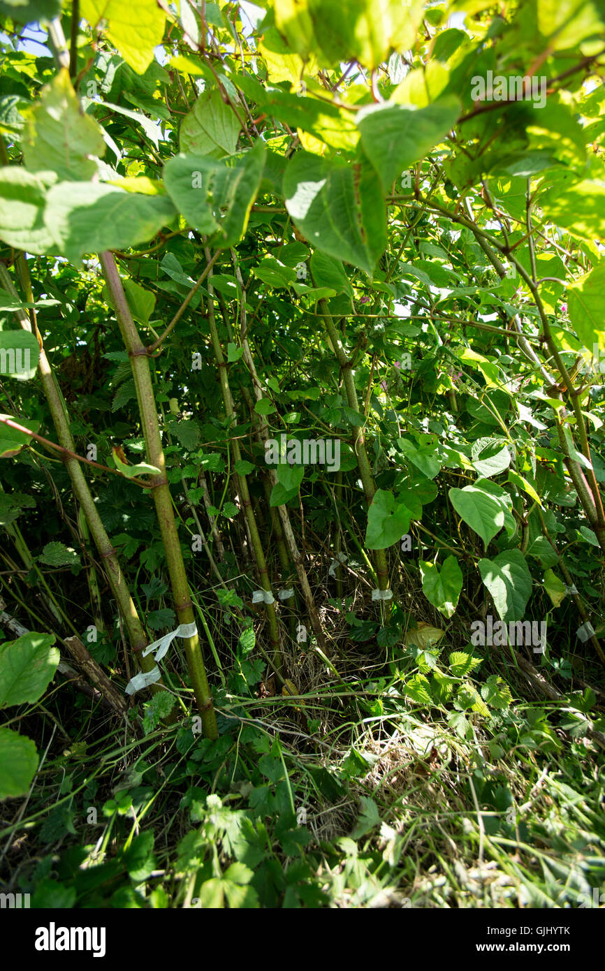 Invasive plant control of japanese knotweed hi-res stock photography ...