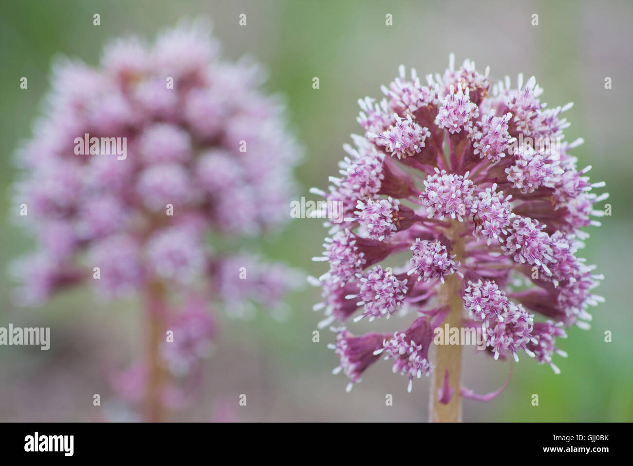 compositae medicinal plant usually Stock Photo