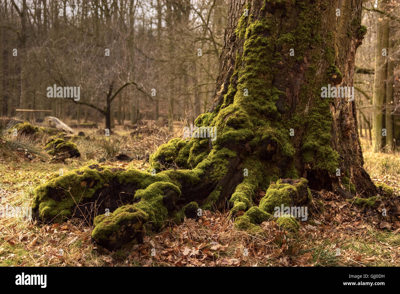 tree conservation of nature oak Stock Photo Alamy