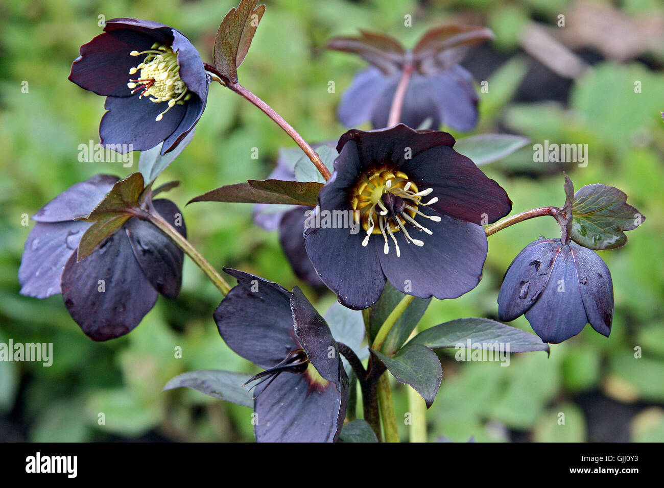 Lenzrose hires stock photography and images Alamy